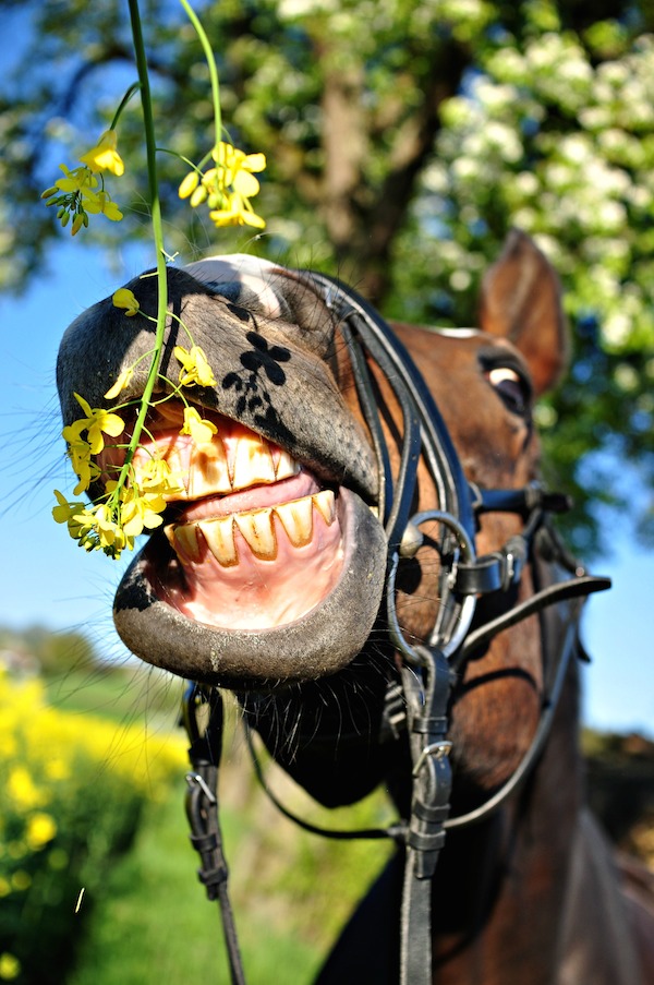 2_christina_scheidl__happy_horse